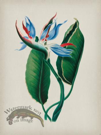 Andean Botanicals 013